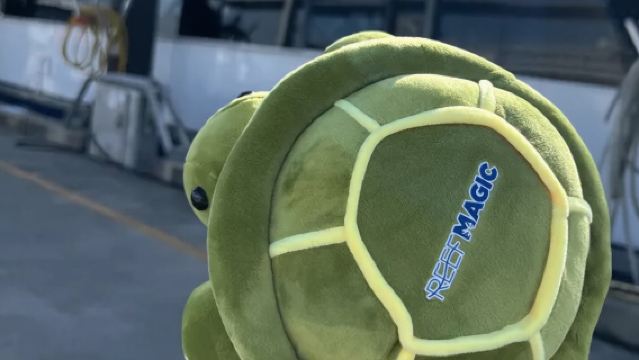 1-Day Tour to Outer Reef by Lijiao Magic Boat (Includes Free Sea Turtle Plush Toy)