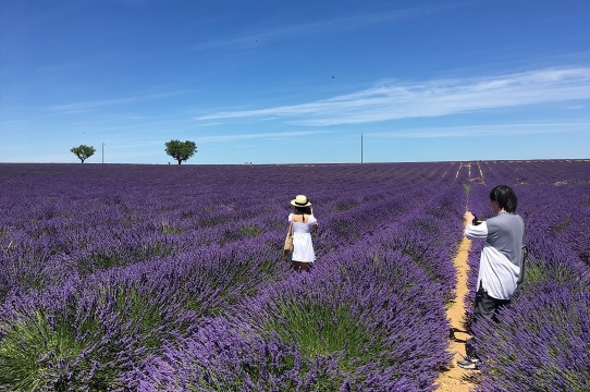 Lawatan 5 Jam ke Ladang Lavender di Valensole dari Aix-en-Provence