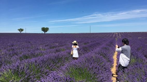 5-stündige Tour durch die Lavendelfelder in Valensole ab Aix-en-Provence