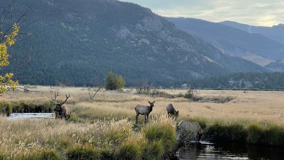 Estes Park: Wycieczka z przewodnikiem na rykowisko jeleni