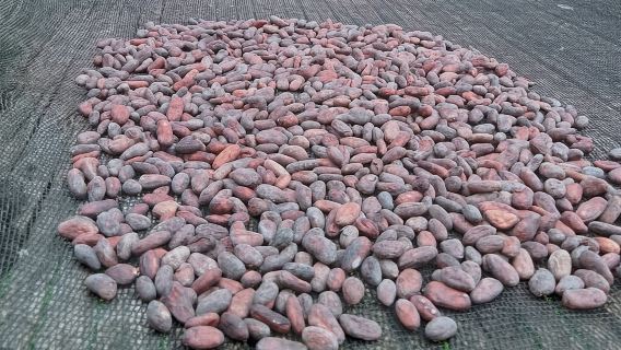 Bohol Chocolate Making and Farm Tour