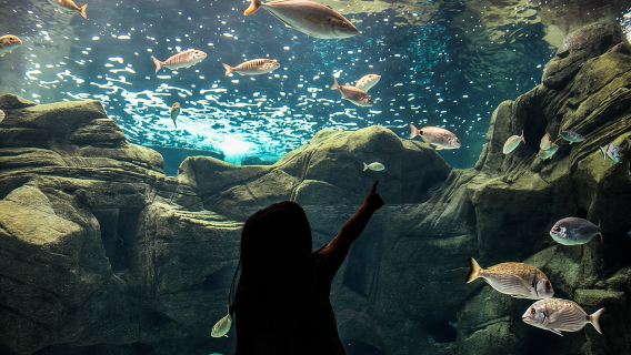 Входной билет в аквариум CRETAquarium на Крите