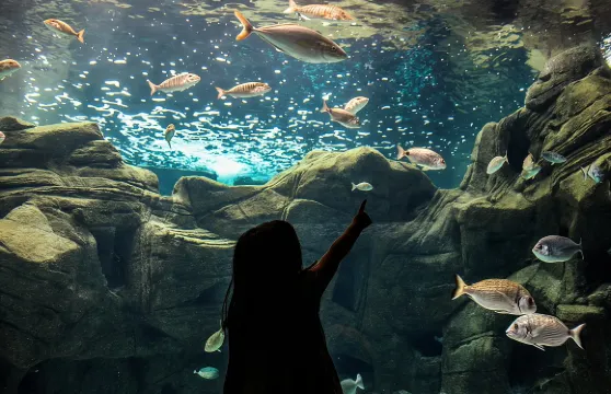 克里特水族館（CRETAquarium）入場門票