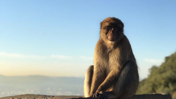 ทัวร์ชมยิบรอลตาร์: ทัวร์ชมหินระดับพรีเมียม / ทัศนศึกษาชายฝั่ง (ส่วนตัว)