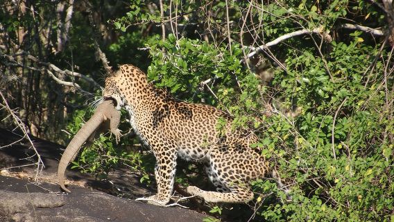 Spezielle Leoparden-Safari im Yala-Nationalpark – 04:30 Uhr bis 11:30 Uhr