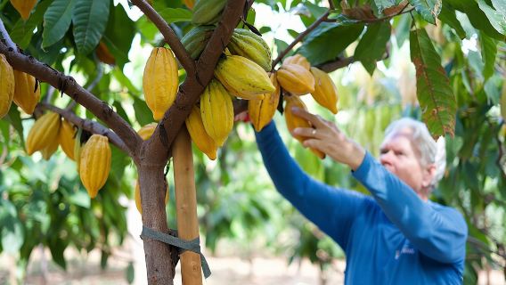 Lahaina: Maui Ku'ia Estate Guided Cacao Farm Tour and Tasting