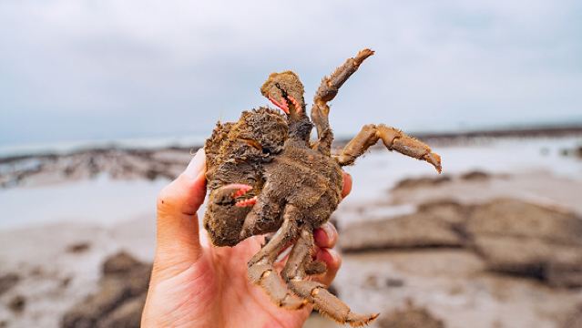 小嶝島趕海體驗【趕海捕魚摸蟹|含特色海鮮餐|含接駁|收穫免費加工】