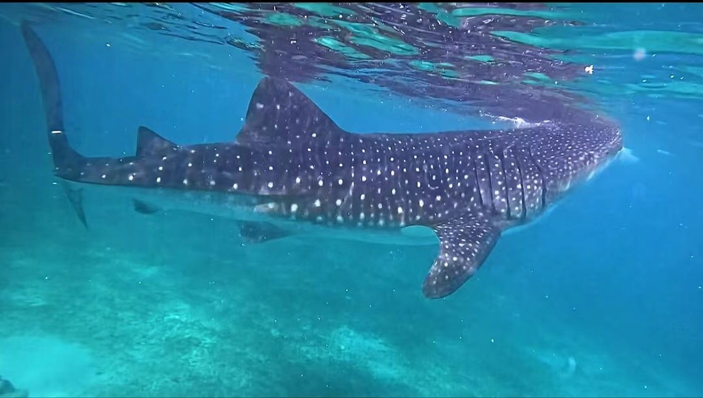 Oslob Whale Shark Watching + Cuartel Ruins Heritage Park in the Philippines