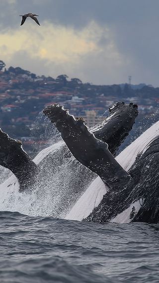 Fantasea Sydney whale watching cruise half-day tour [Close-up viewing/2.5 hours]