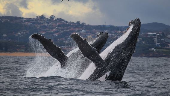 SydneyTours