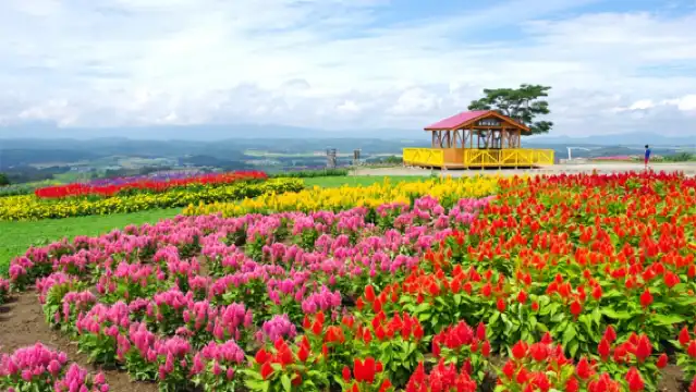 JR PASS 北海道札幌-富良野區域鐵路周遊券4日 (電子票)