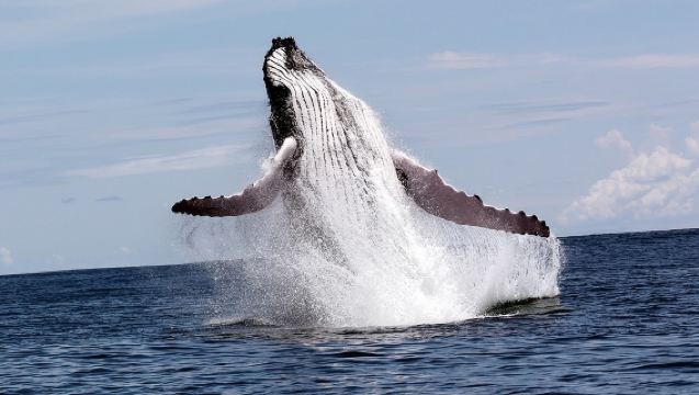 Whales and Dolphins watching Tour From Uvita