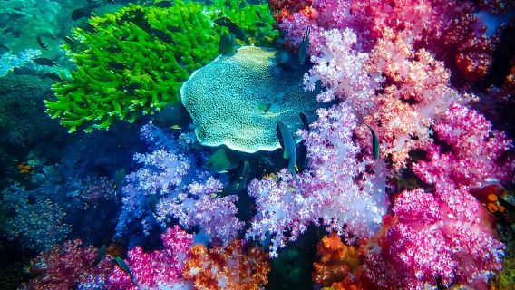 Full-Day Koh Lipe 7 Islands Snorkeling Experience with Lunch