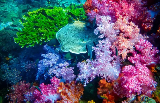 麗貝島七島全天浮潛體驗（含午餐）