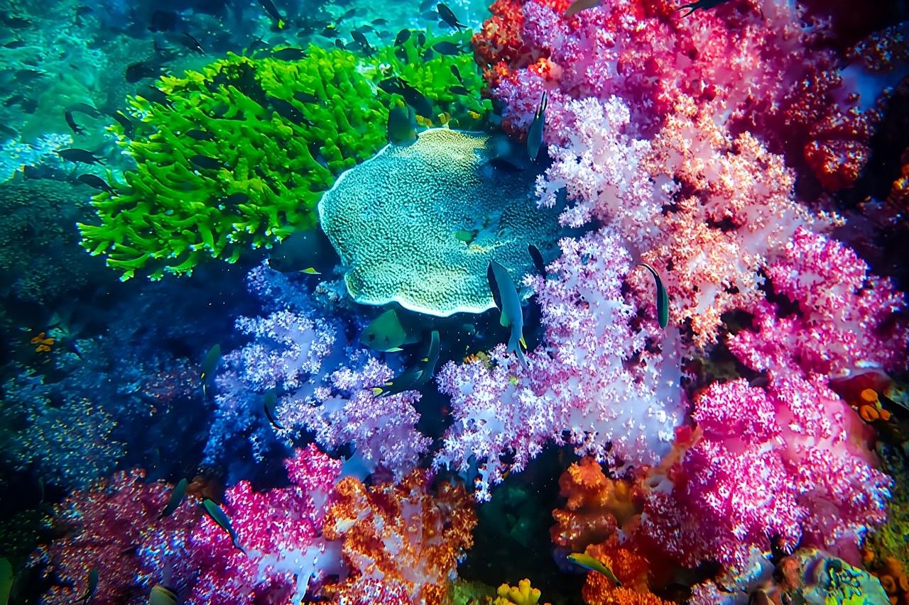 Ganztägiges Schnorchelerlebnis zu den 7 Inseln von Koh Lipe inklusive Mittagessen