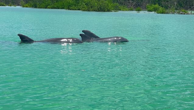 ¡Recorrido ecológico autoguiado en kayak estándar/transparente por la isla de Bonita Springs!