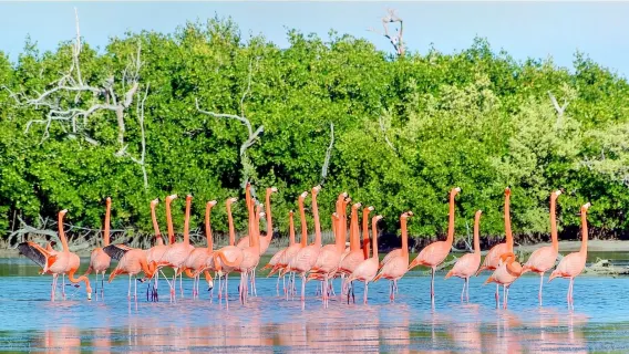 Meksiko + Cancun + Danau Merah Muda + Kawasan Pemandangan Lagartos [Benamkan diri Anda dalam dunia merah muda bak negeri dongeng]