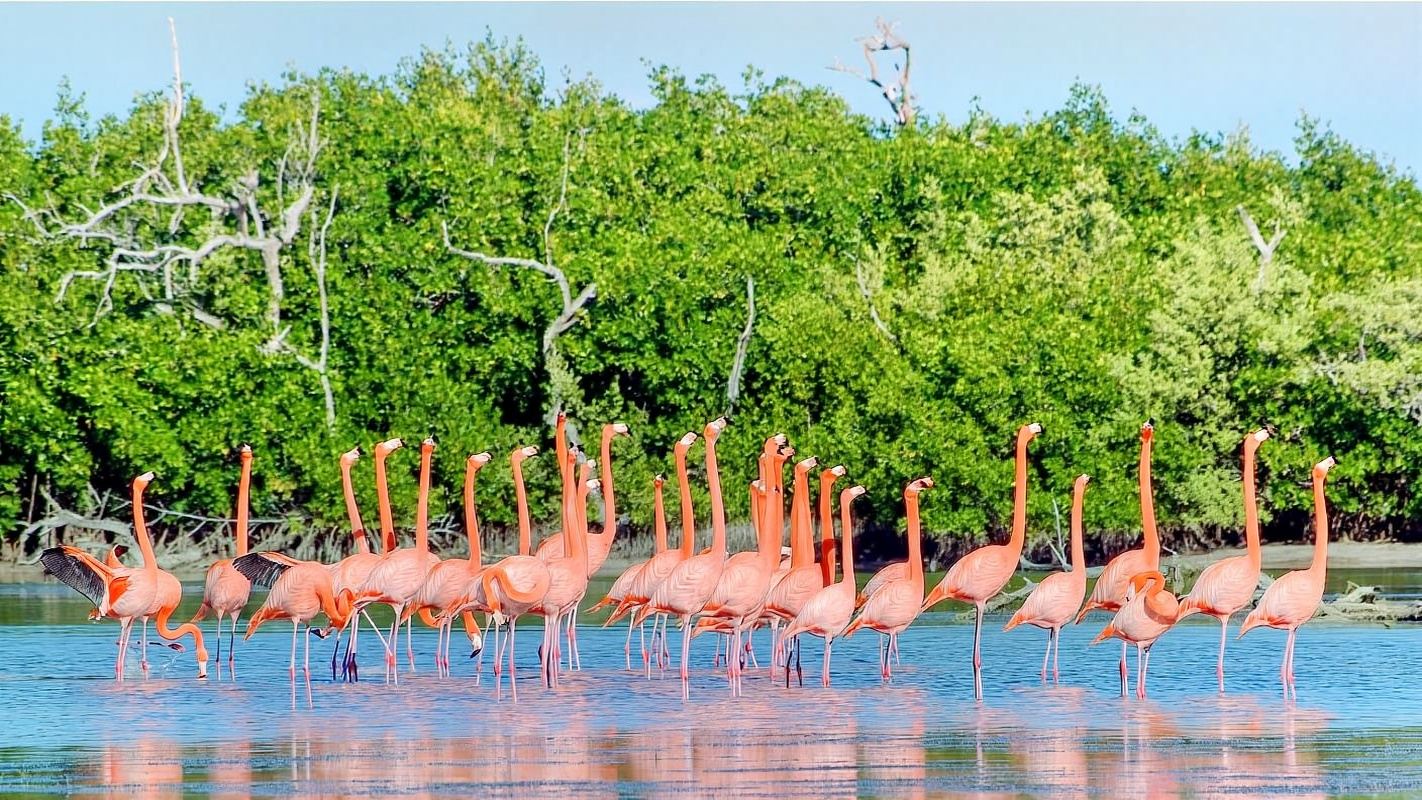 カンクン+ザ・コロラダス+リア・ラガルトス ワンデーツアー【おとぎ話のようなピンクの世界へ】