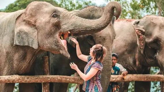 普吉島Lily莉莉大象保護營半日遊含餐 喜力海景象園