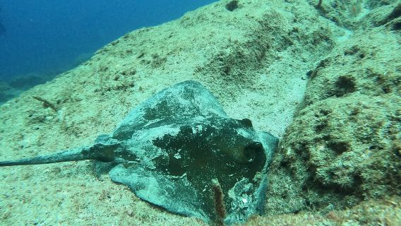 Isola di Terceira: avventura di snorkeling