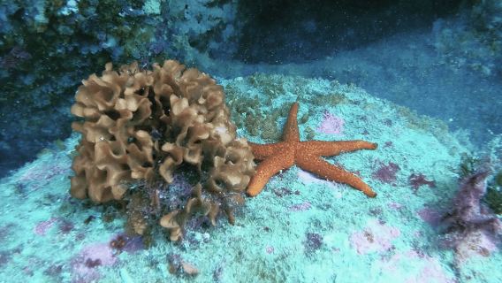 Experimente la emoción del buceo en Morocco Fun Dives