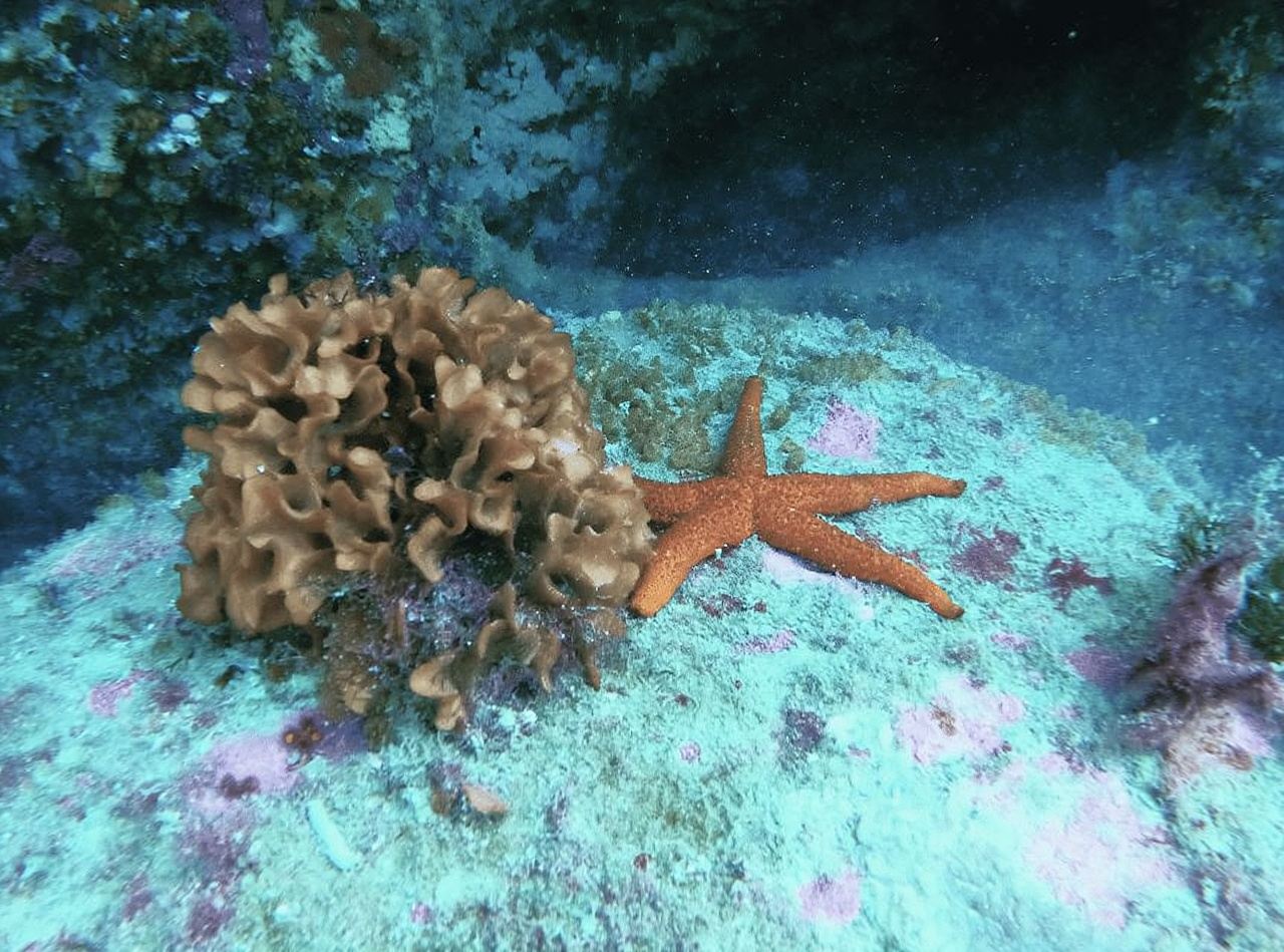 Experience the thrill of diving in Morocco Fun Dives