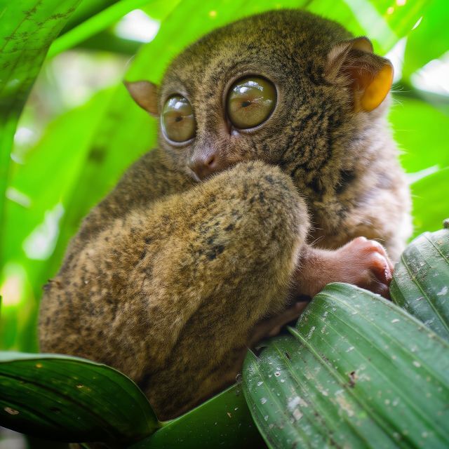 Bohol Choco Tour with Loboc River Lunch (Shared Tour)