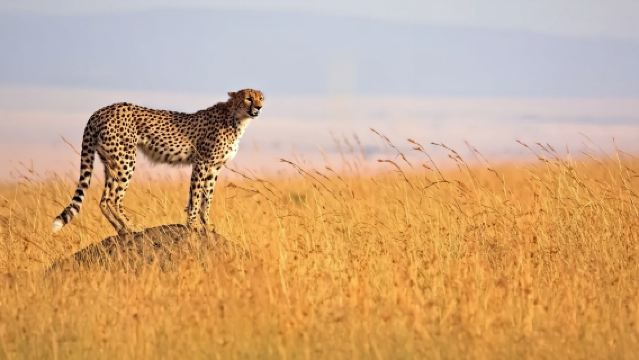 Kenya/Nairobi/Masai Mara|Customized Itinerary/Transfer Service/Point-to-Point Transportation