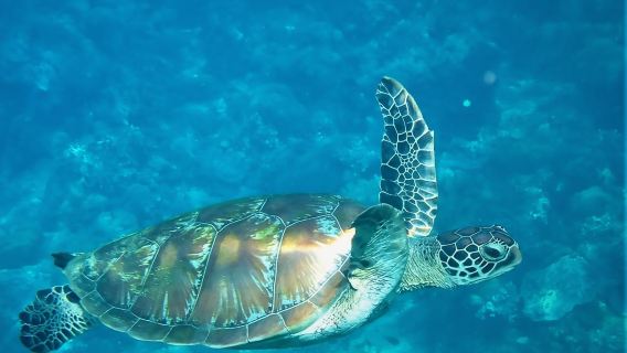 Catamaran Afternoon Delight Sailing & Snorkeling