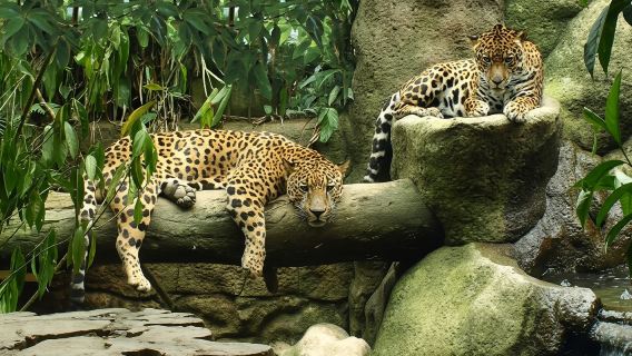 Wildlife Refuge La Paz Waterfall Gardens Day Trip from San Jose