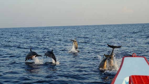 Bali : Lovina Wild Dolphin & North Bali Tour