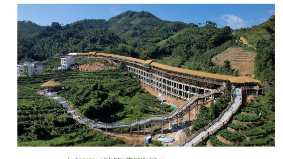 Wuzhou Liubao Tea Garden and Liubao Town/customized attractions/Chinese and English guide/ private charter@