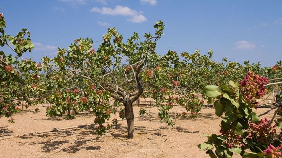 Insightful Pistachio Orchard and Factory Tour