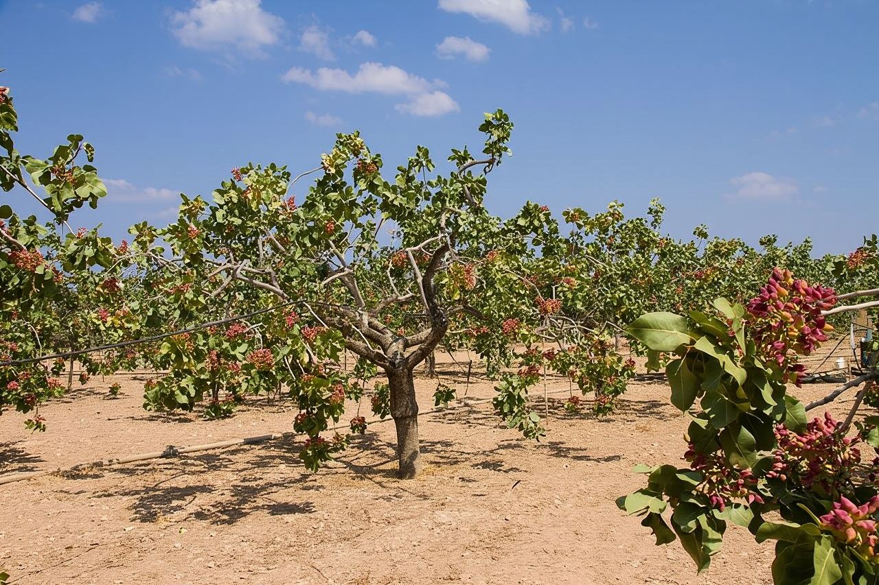 Insightful Pistachio Orchard and Factory Tour