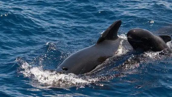 Tenerife: 3-Hour Whale & Dolphin Watching Catamaran Tour with Catering