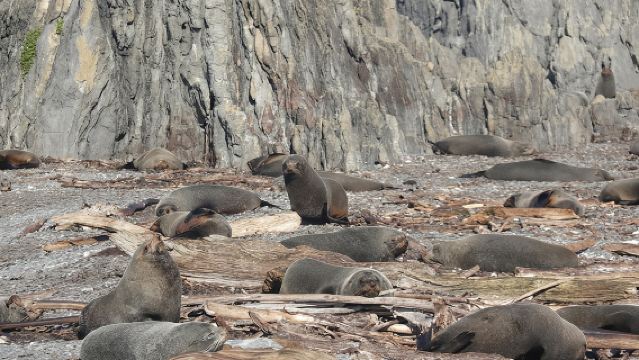 Seal Coast Safari - Acceso exclusivo a la costa secreta de Wellington