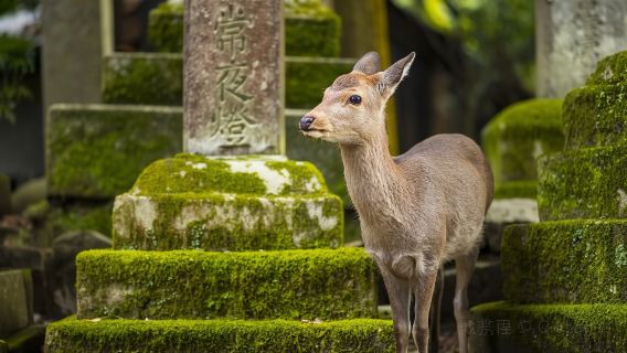 9人小團大阪京都奈良一日遊清水寺伏見稻荷奈良公園餵小鹿若草山