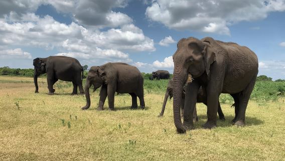 From Ella: Yala Safari with Tangalle/Mirissa/Galle Drop-off