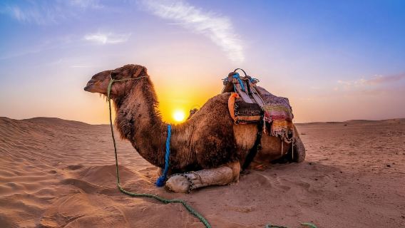 Dune Bashing &Beyond The Ultimate Desert Safari From Doha