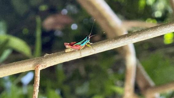Da Jaco al Parco Nazionale Manuel Antonio: visita guidata per vedere gli animali
