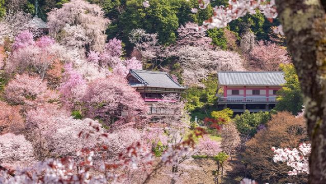 Cherry Blossom Viewing 9-Person Small Group · Osaka Yoshino Mountain Nara Park 1-Day Tour + Optional Osaka Round-Trip Transfer