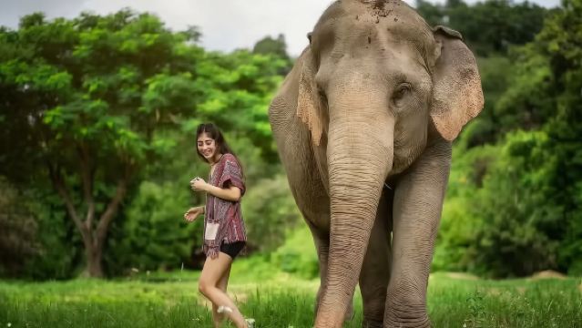 Tour organizzati nella giungla degli elefanti a Chiang Mai - consultare il servizio clienti per i dettagli del pacchetto prima dell'ordine