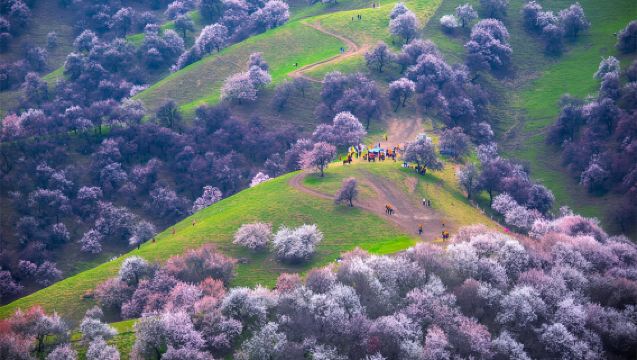 伊犁那拉提杏花溝一日遊【6人小團+含門票+春遊杏花】