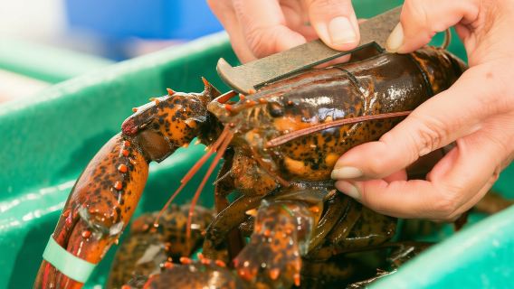 Kennebunkport, Maine: Culinaire lunchwandeling