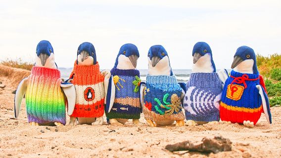 墨爾本菲利普島一日遊 | 趣味萌寵| 普通話團 | 市區接送