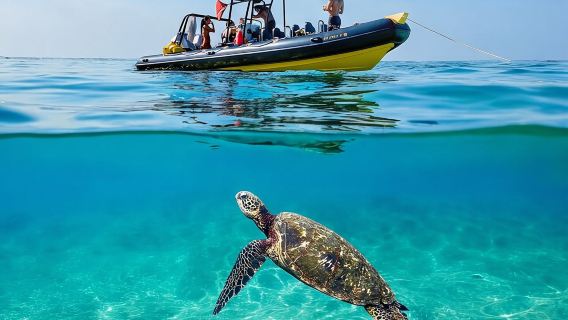 Turtle Canyon Snorkel Adventure - Small Group 6 Passengers