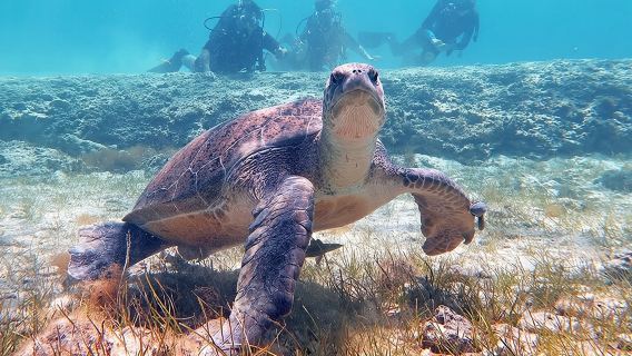 Try a Scuba Diving Experience