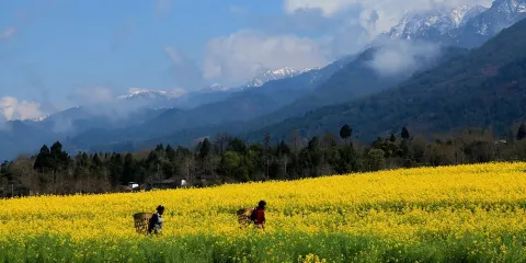 騰衝界頭古紙博物館+石牆野溫泉+花紙體驗+千年銀杏王一日遊