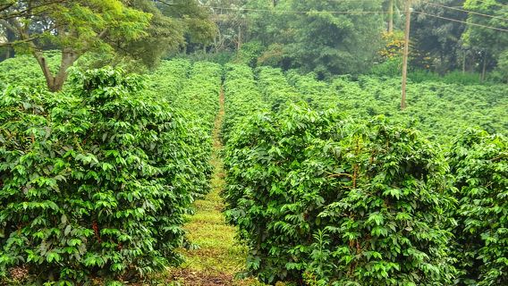 Tour tham quan trang trại cà phê Fairview Estate nửa ngày riêng tư kèm dịch vụ đón khách