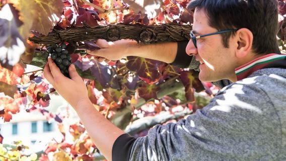 Tramonti wine tasting at Apicella winery